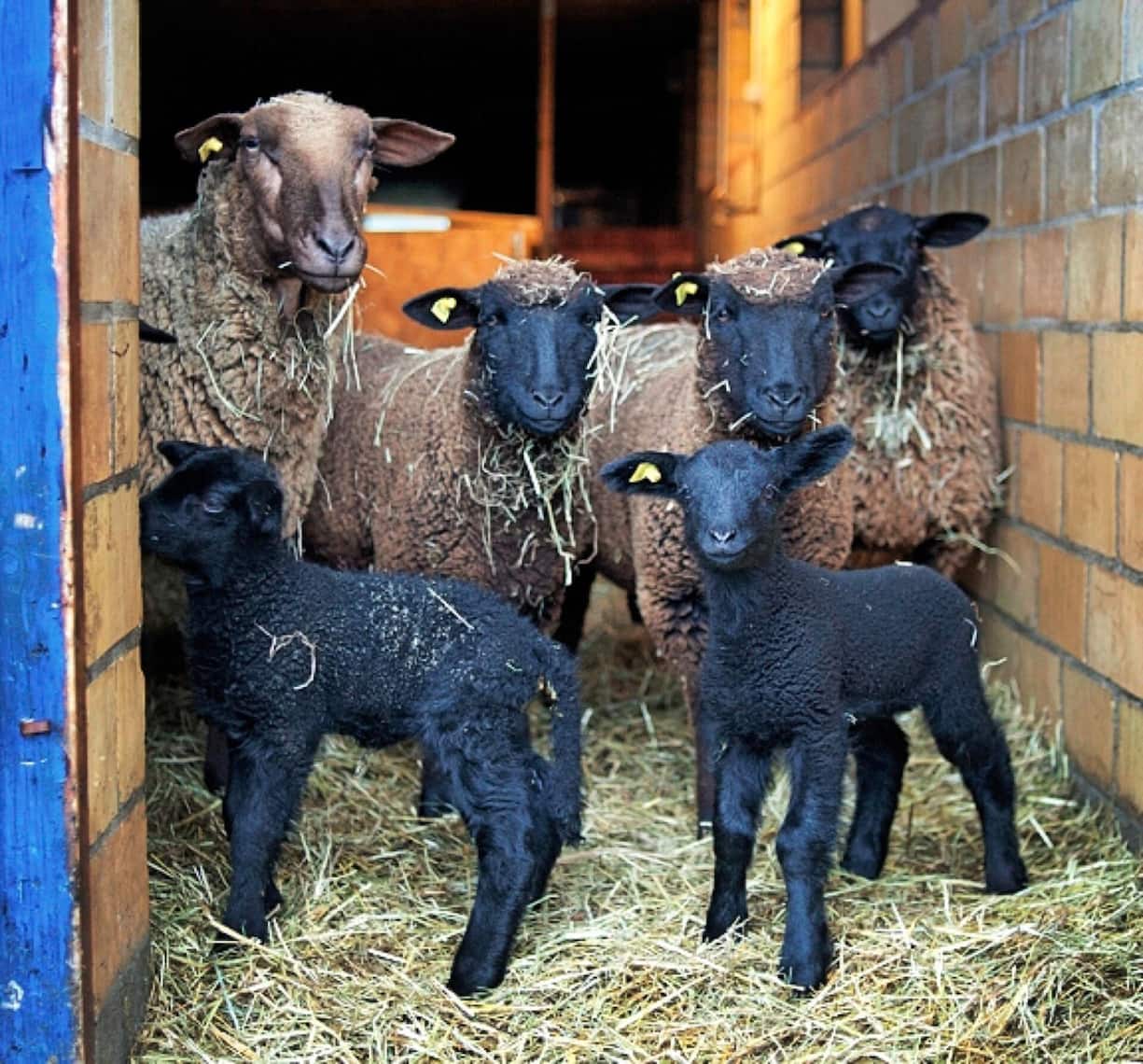 La ferme du Monniati