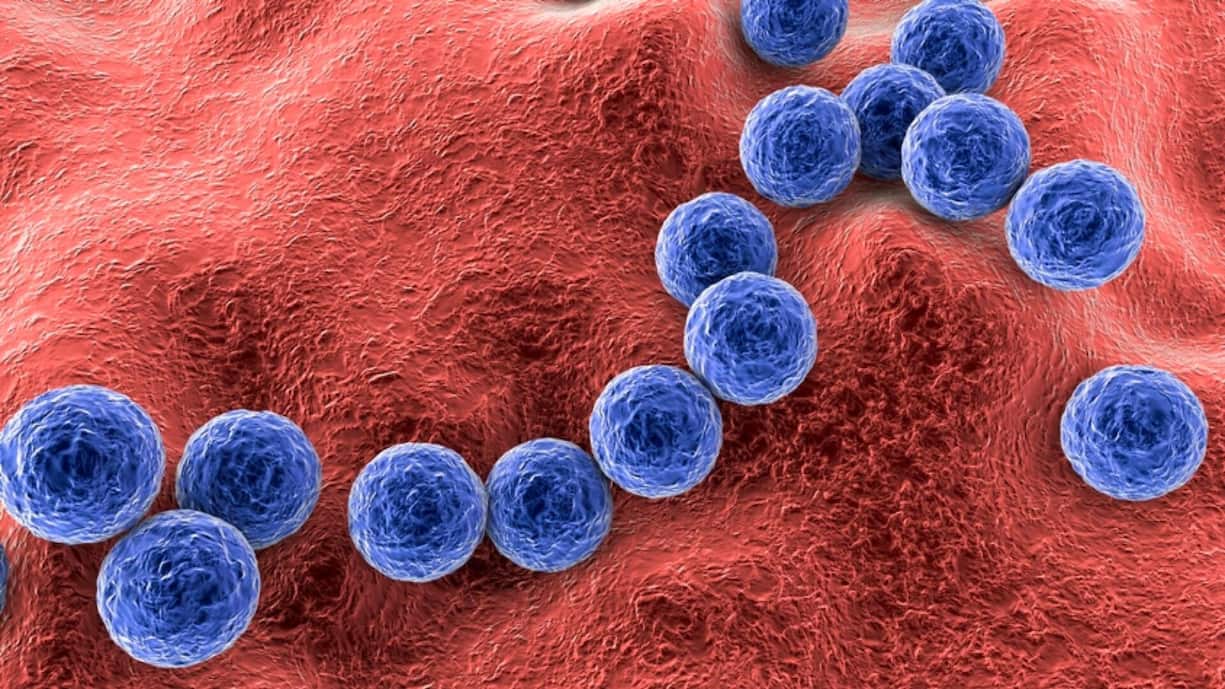 Gram-positive bacteria Streptococcus