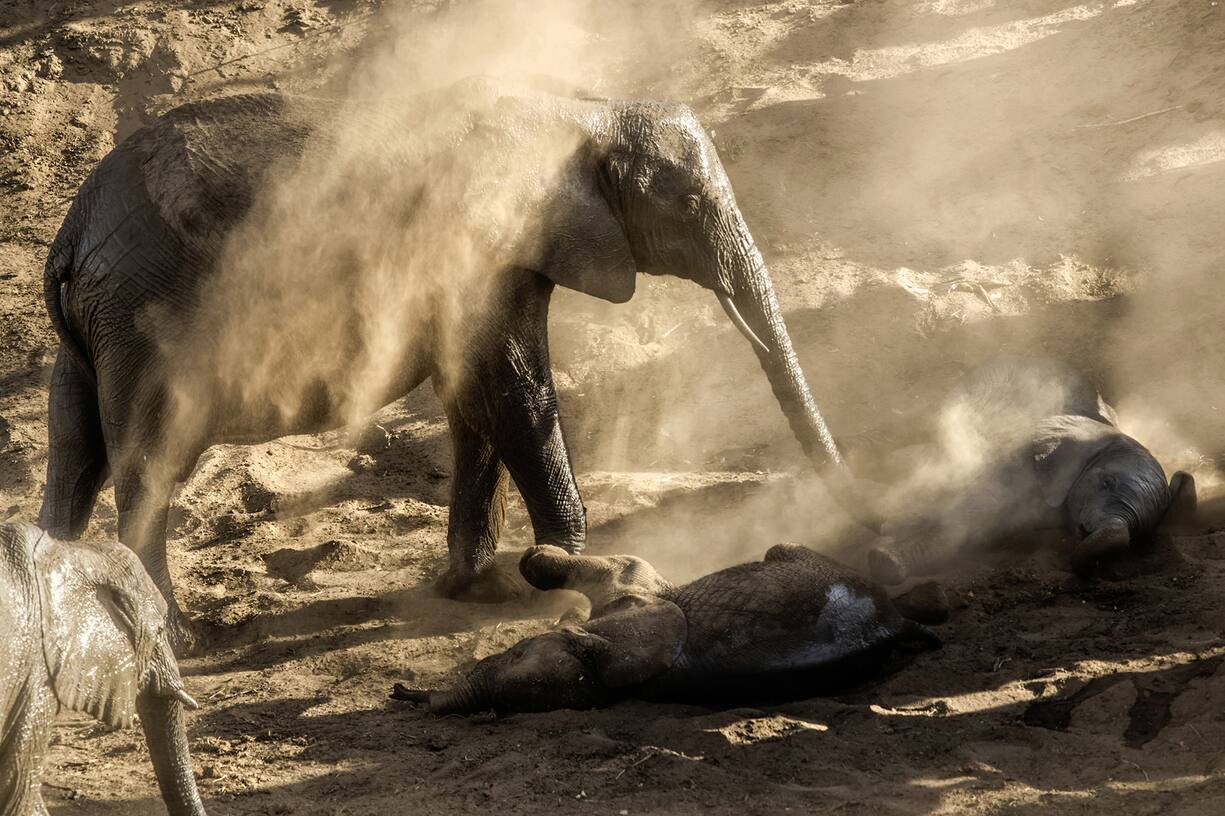 Des éléphants se couvrent de sable pour se protéger des parasites.