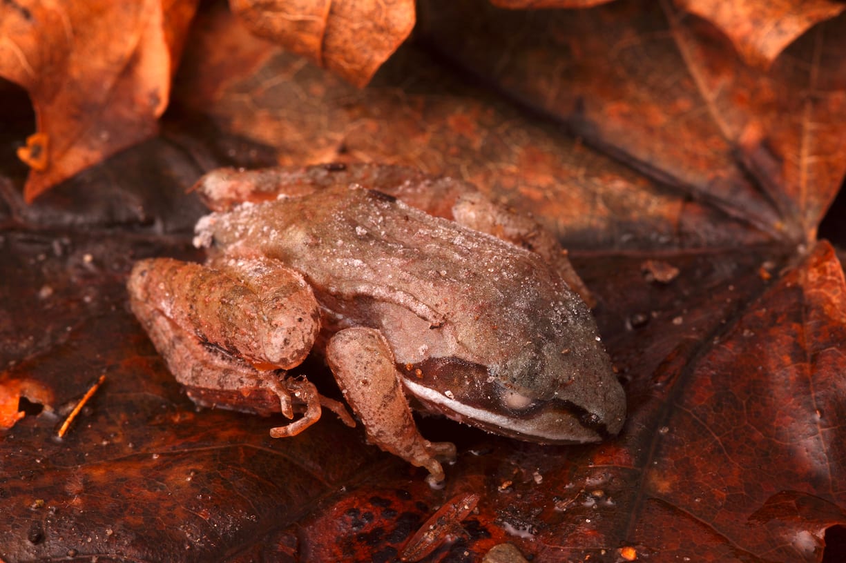 Eastern Wood Frog (Rana sylvatica). Eastern Wood Frog Hibernating. This special frog, found in the eastern parts of the united states has the ability to freeze solid and recover with out any ill effects. This frog is frozen solid at 25F and took about an hour to warm up and hop away. (KEYSTONE/SCIENCE SOURCE/Ted Kinsman)