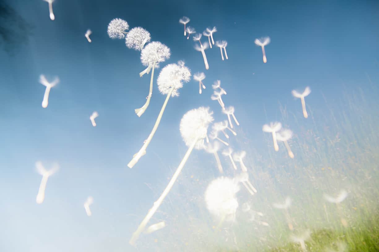 Fleurs de pissenlit figées