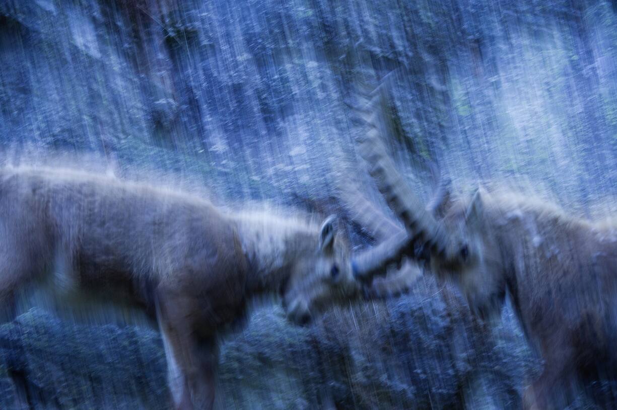 Apine ibex males (Capra ibex) are fighting for the hierarchy. Valsavarenche, Gran Paradiso National Park, Valle d'Aosta, Italy