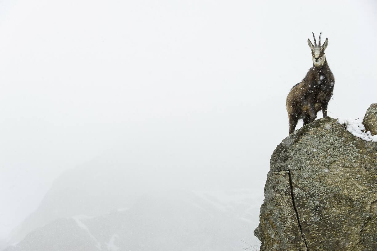 Alpine chamois (Rupicapra rupicapra). Valsavarenche, Gran Paradiso National Park, Valle d'Aosta, Italy