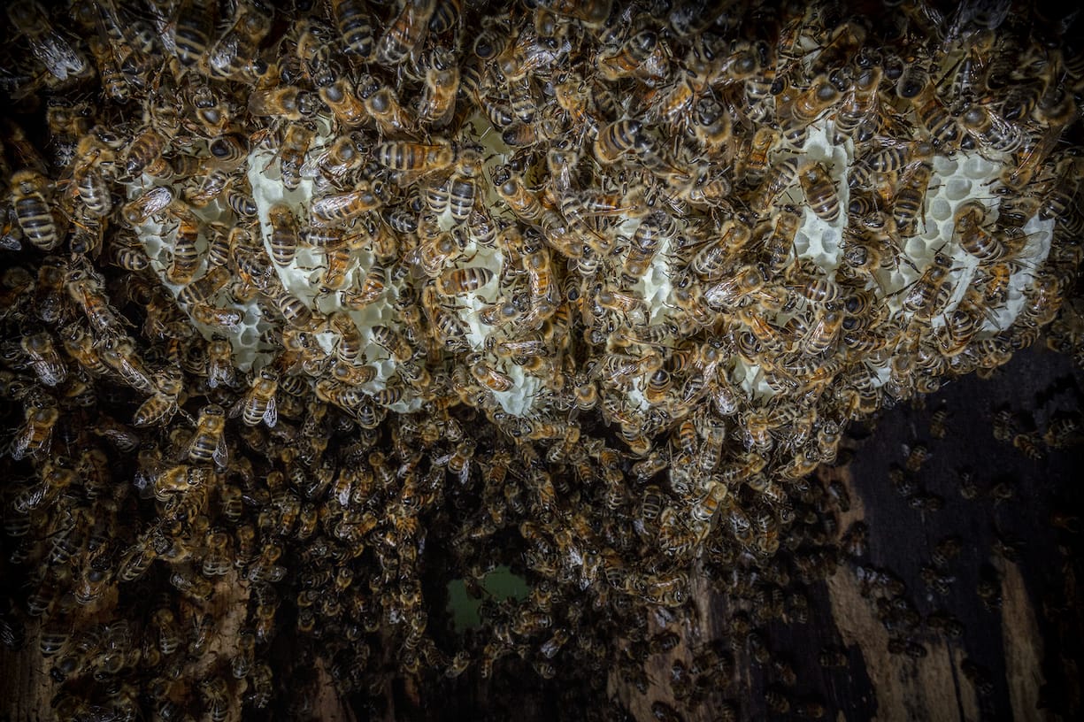 Honey Bee (Apis mellifera), colonizing a black woodpecker nest cavity, a), colonizing a black woodpecker nest cavity, big honeycombs visible after four weeks, bees closing the entrance beginning of the night / insight view of the cavity / Germany