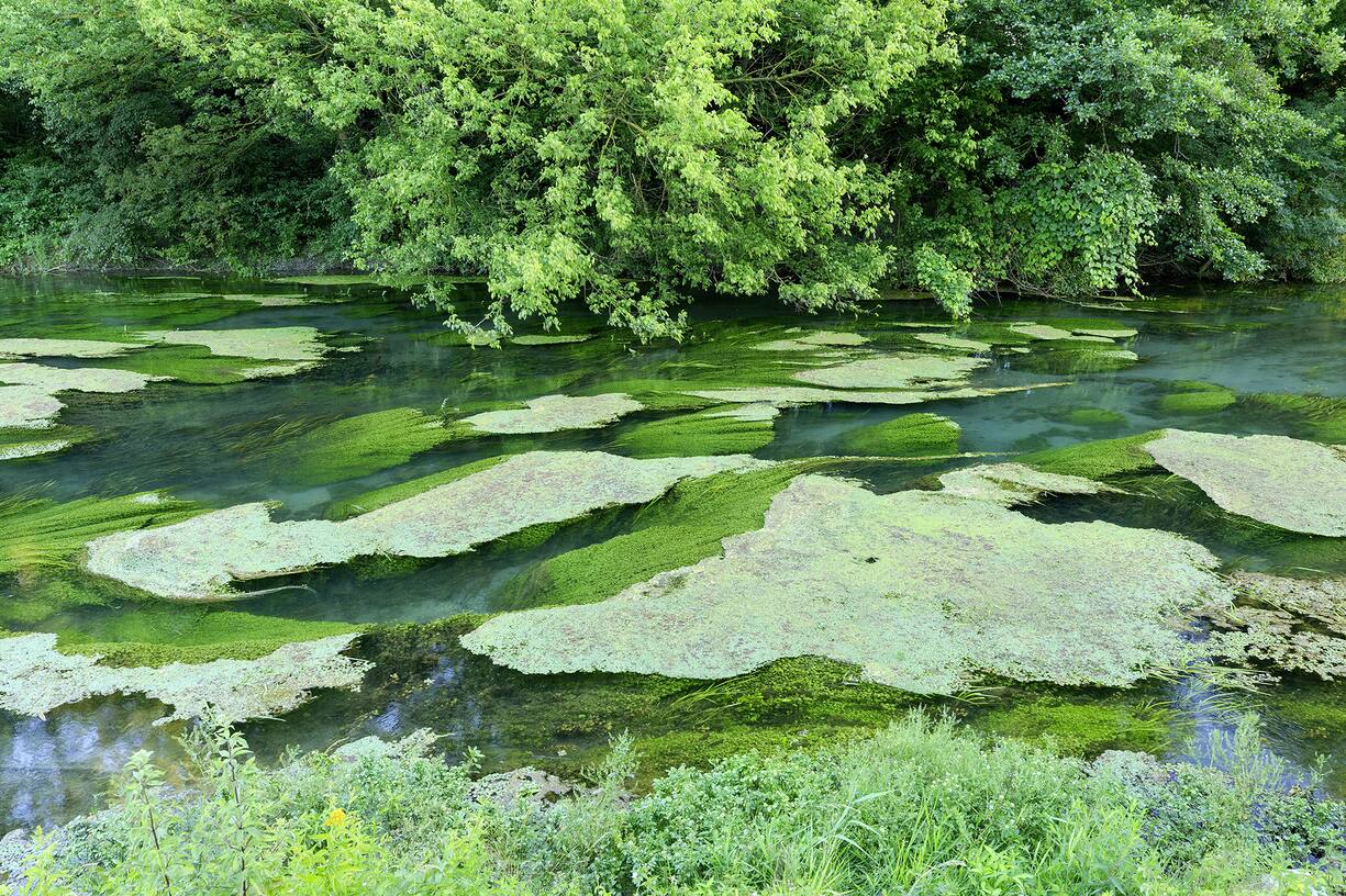 Le Rhône