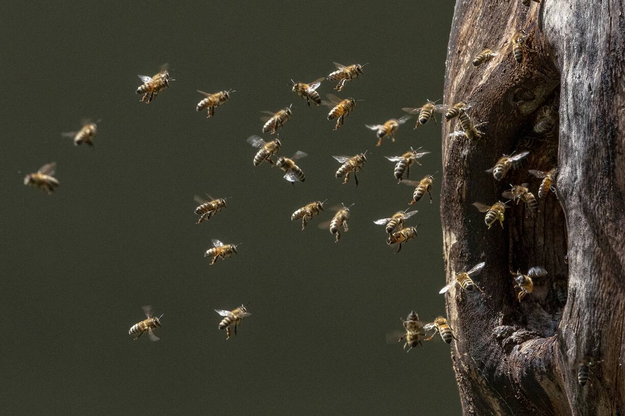 Les abeilles et l'esprit de groupe