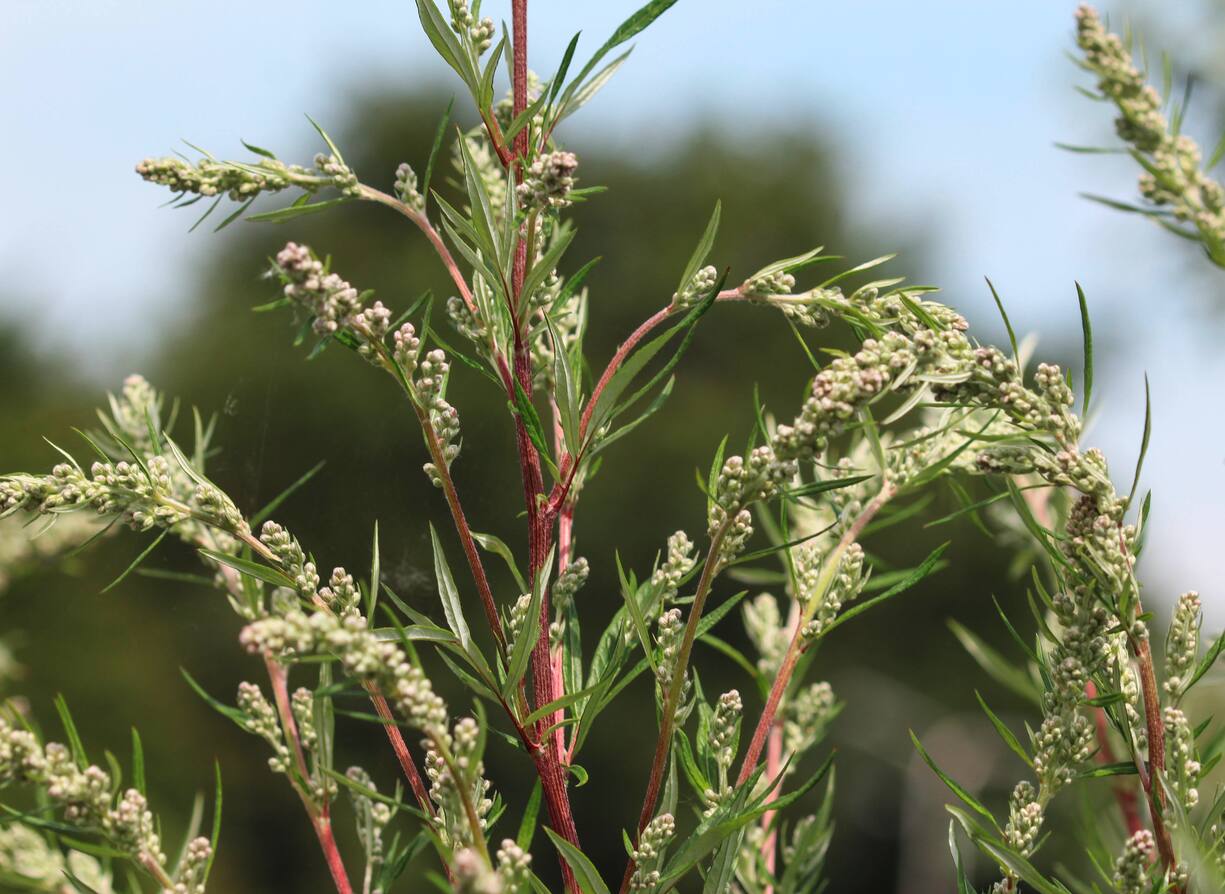 plantes