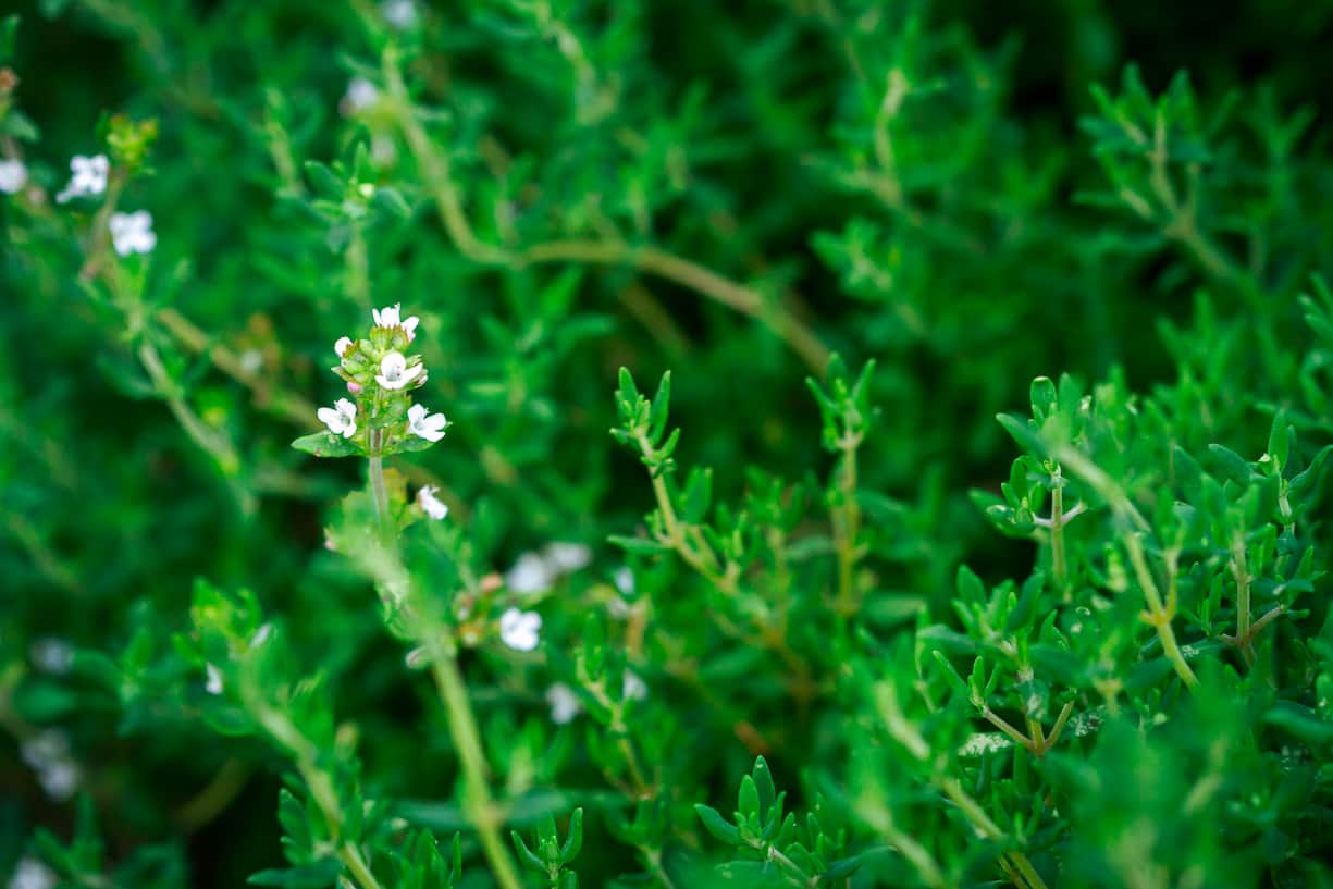 plantes