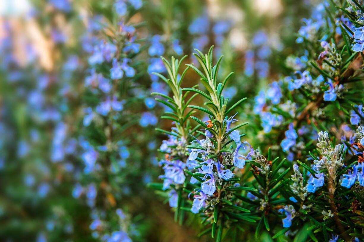 plantes