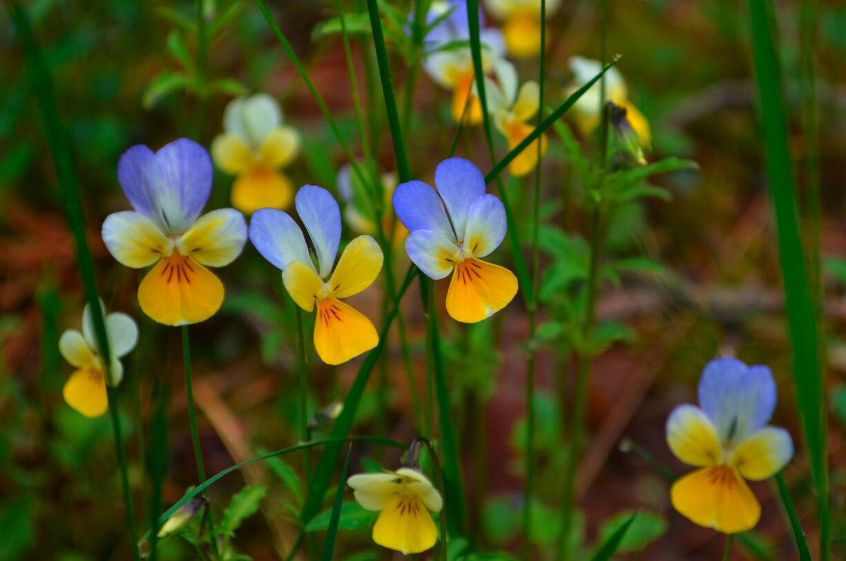 plantes