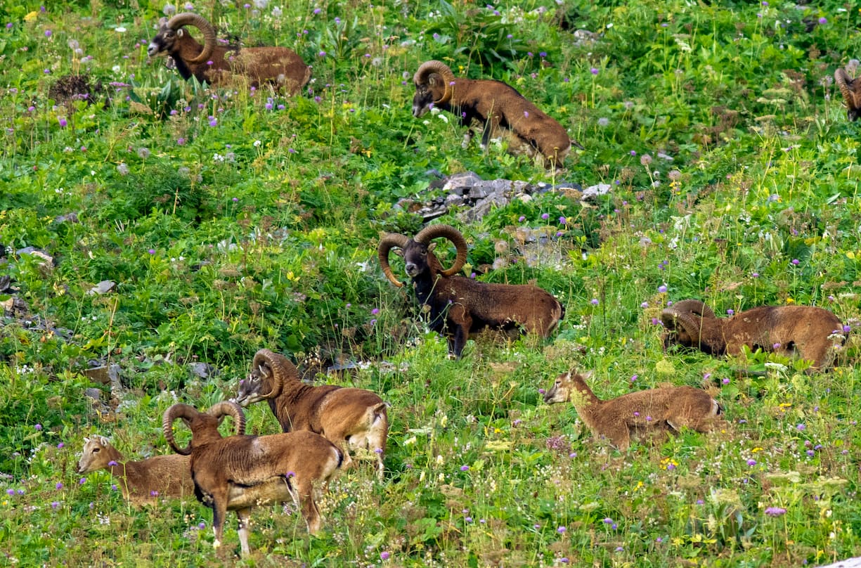 Mouflons