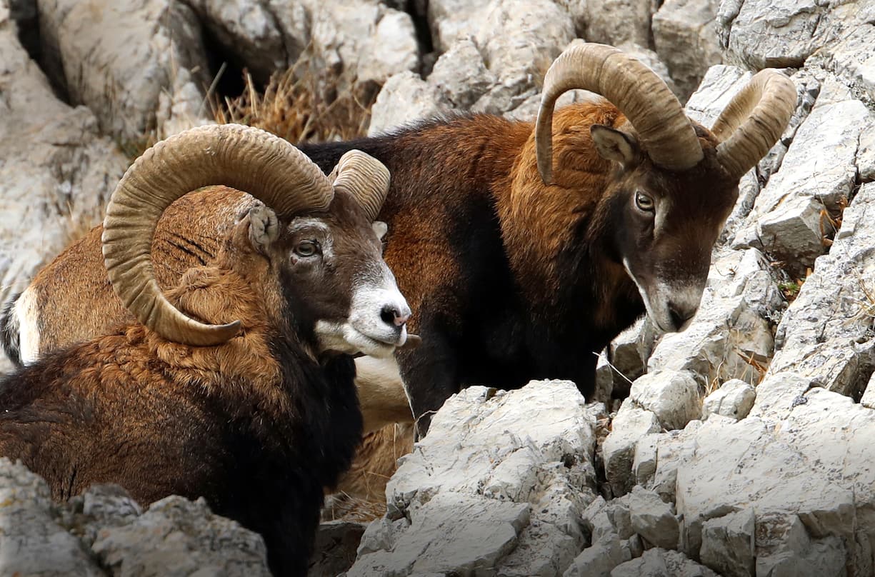 Mouflons