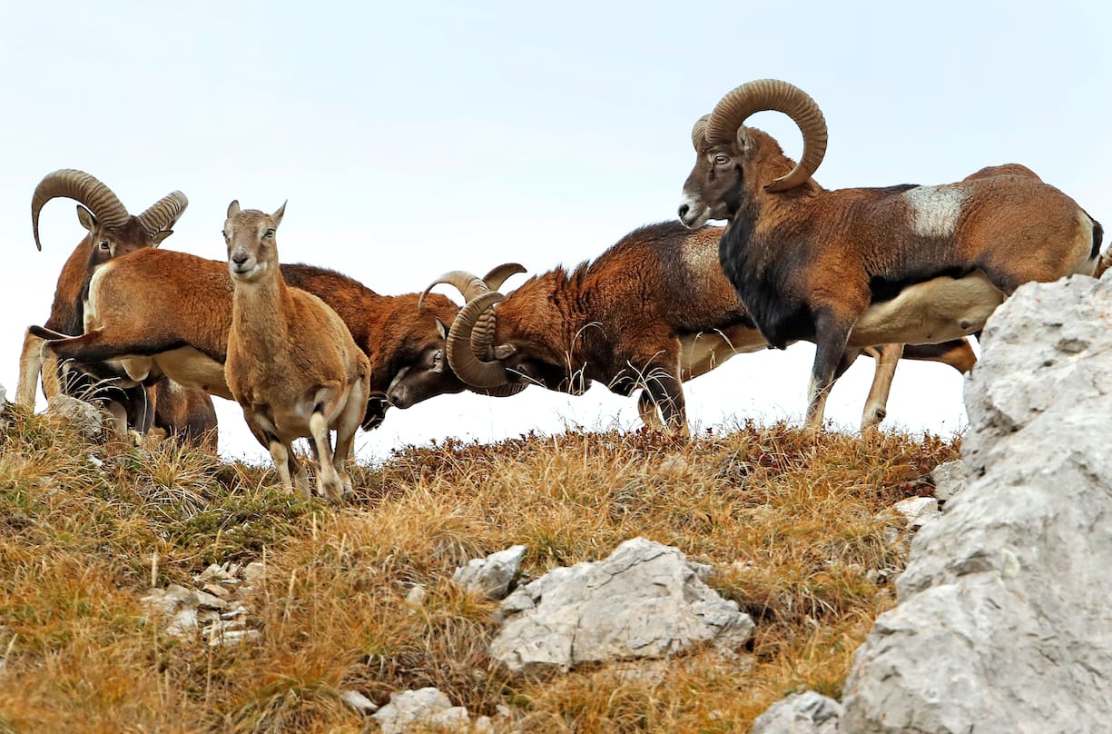 Mouflons