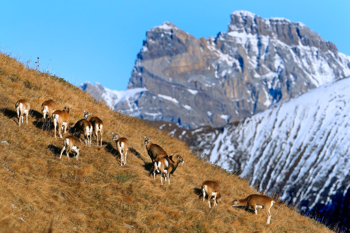 Mouflons