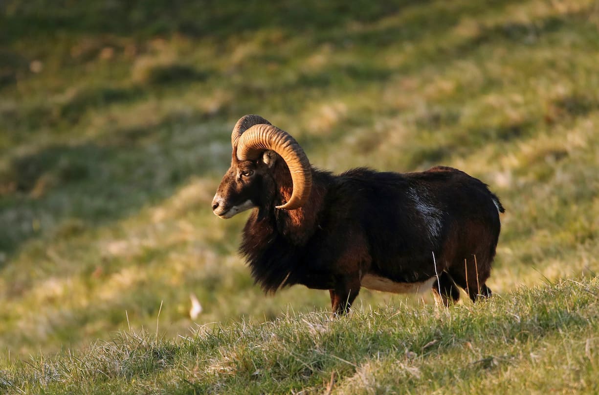 Mouflons