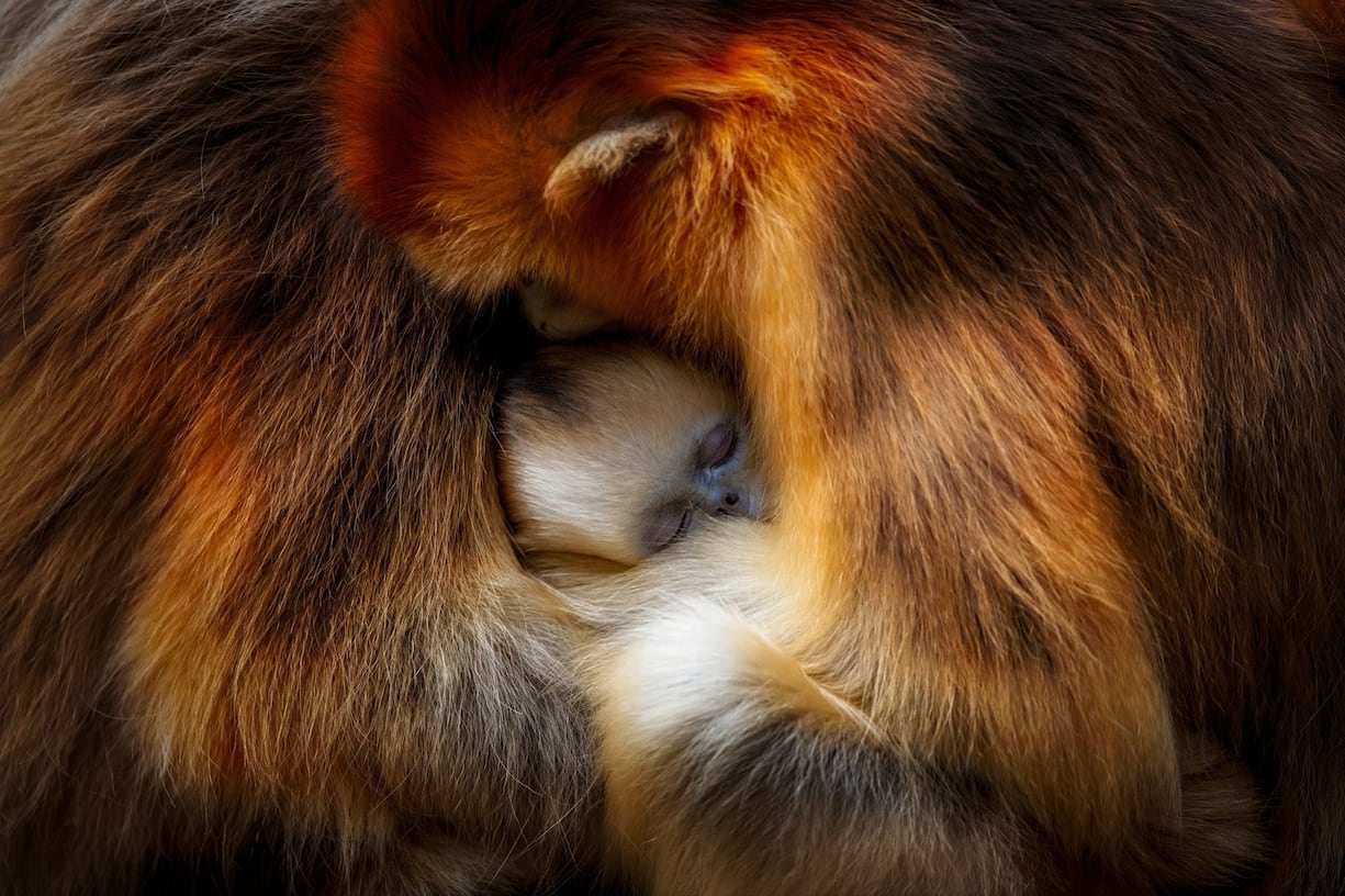 animaux