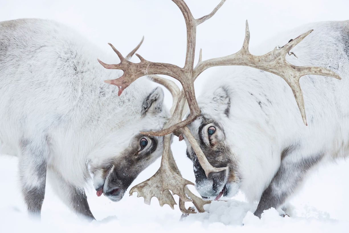 animaux