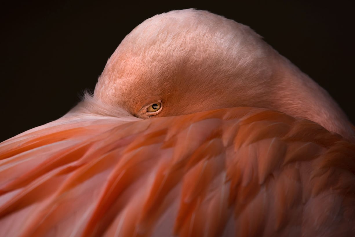 animaux