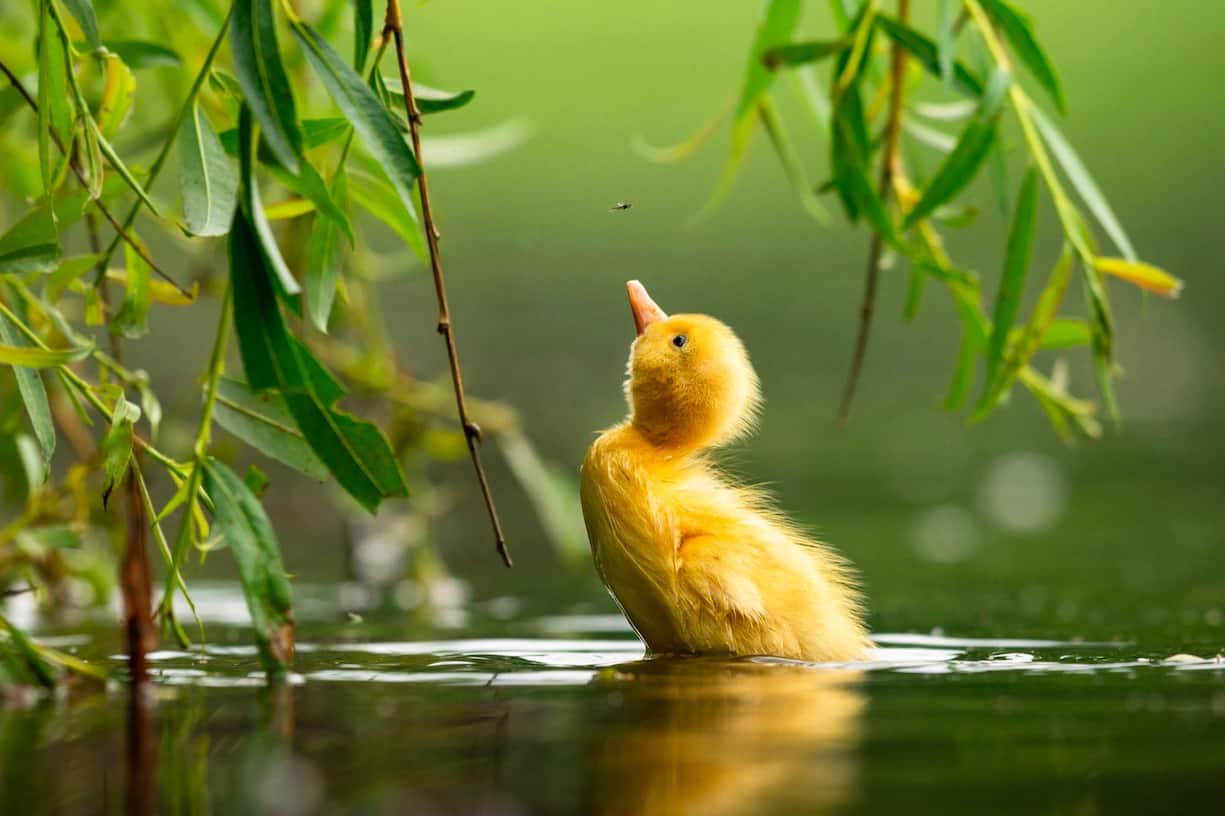 animaux