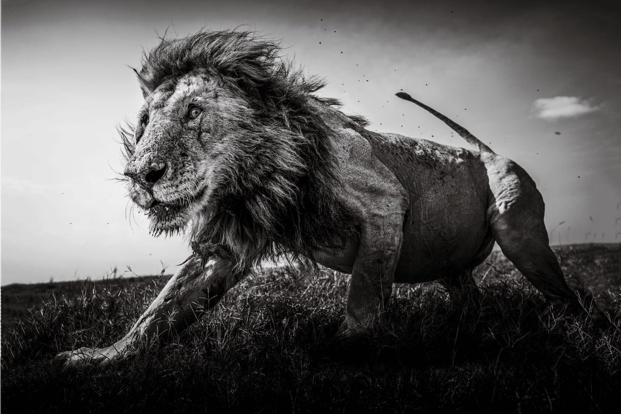 animaux