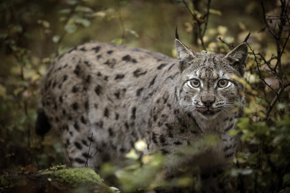 Lynx