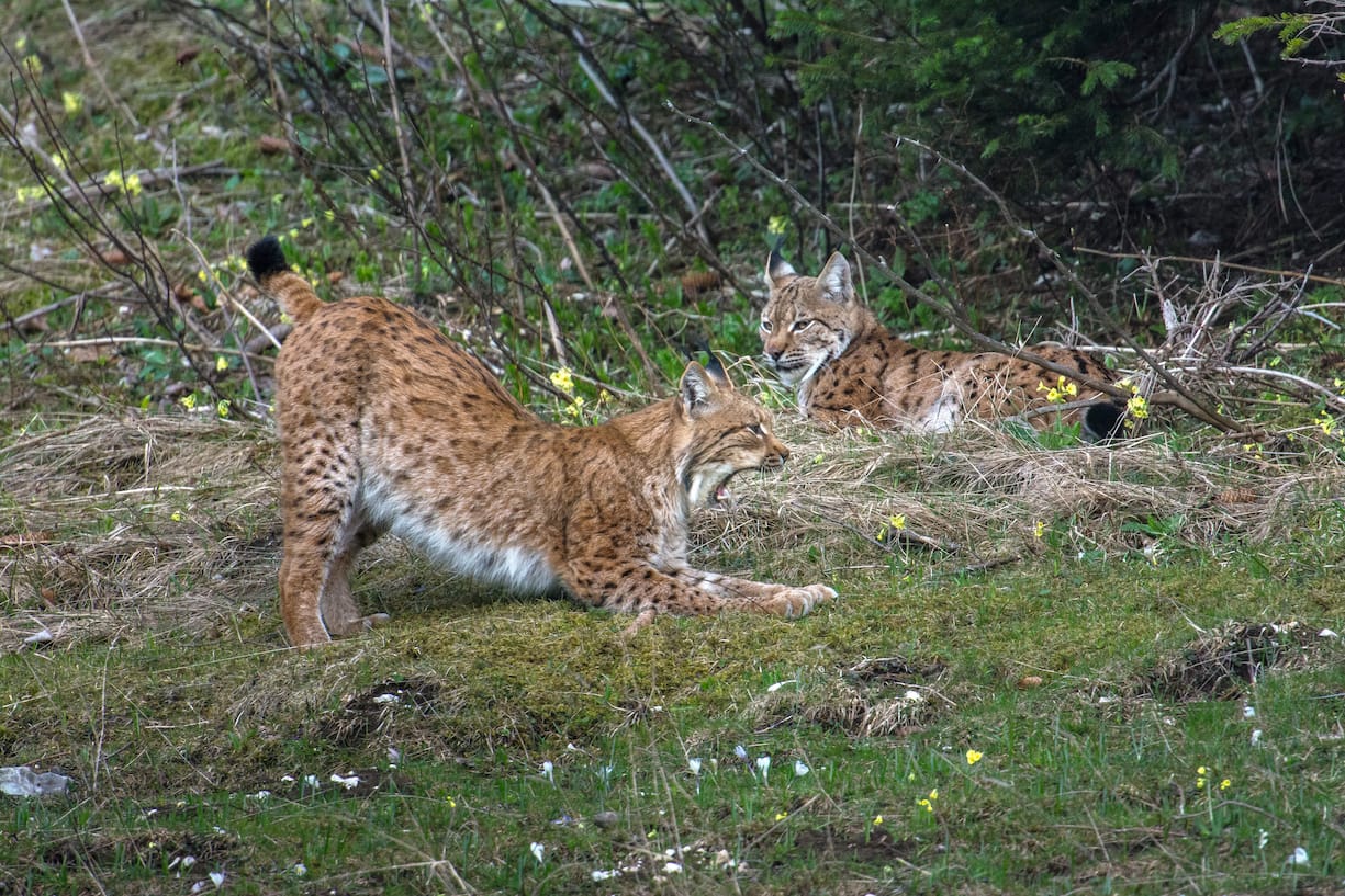 Lynx