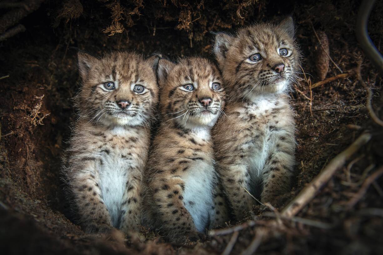 Lynx