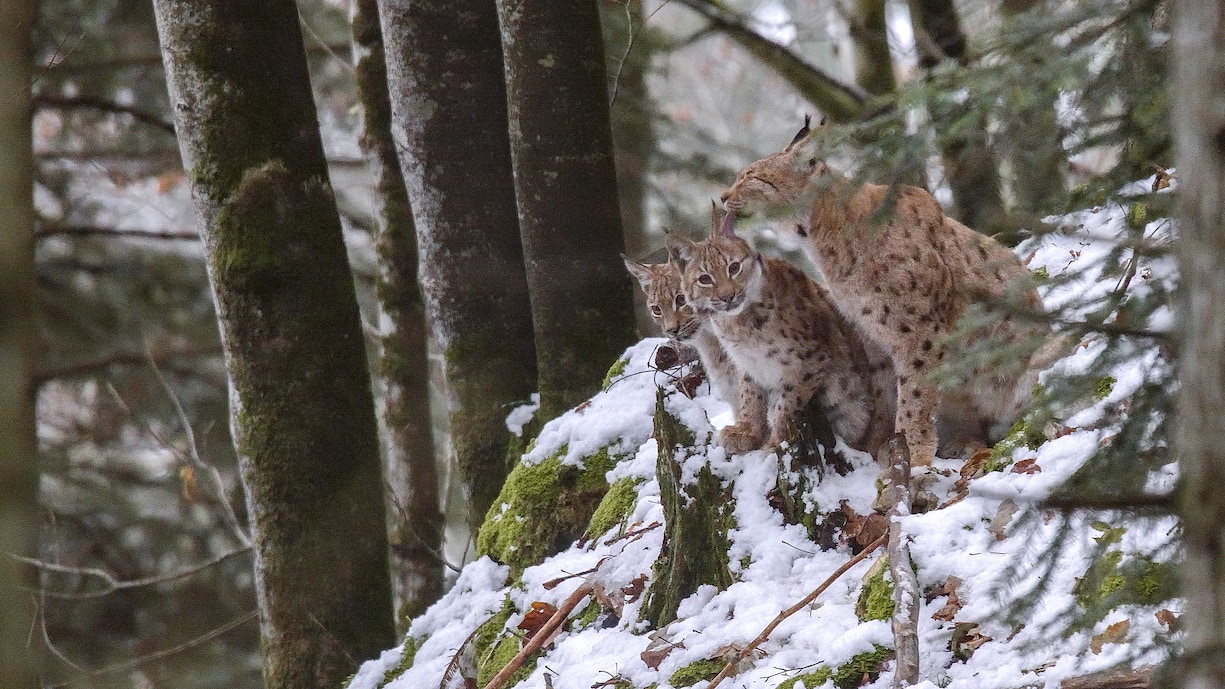 Lynx