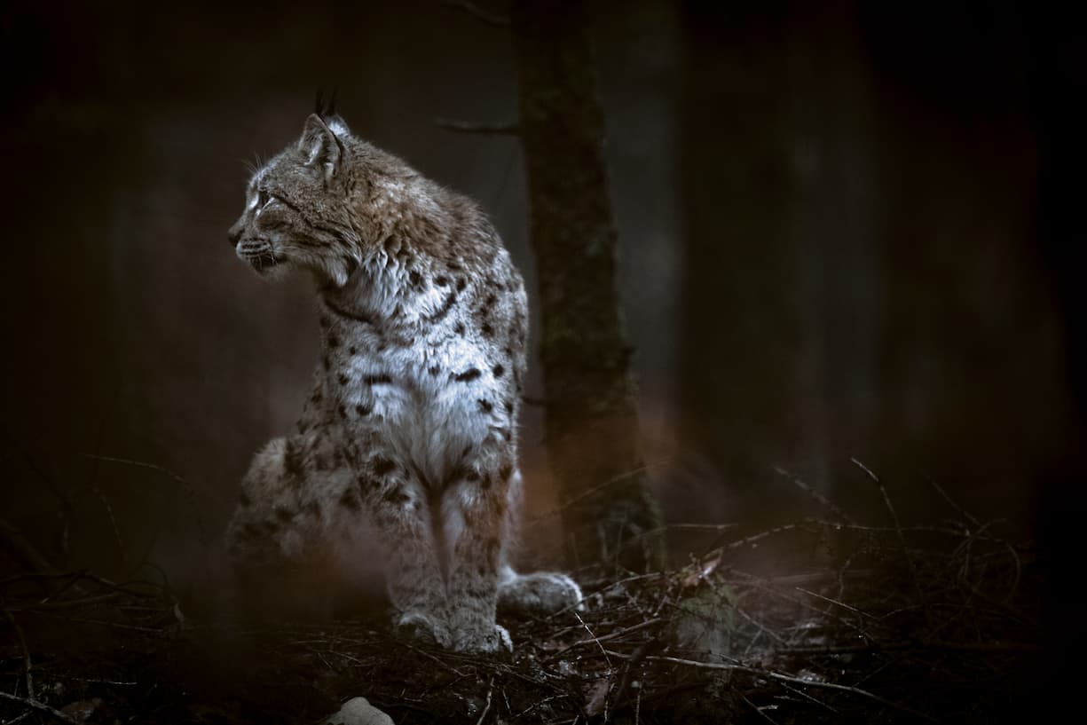 Lynx