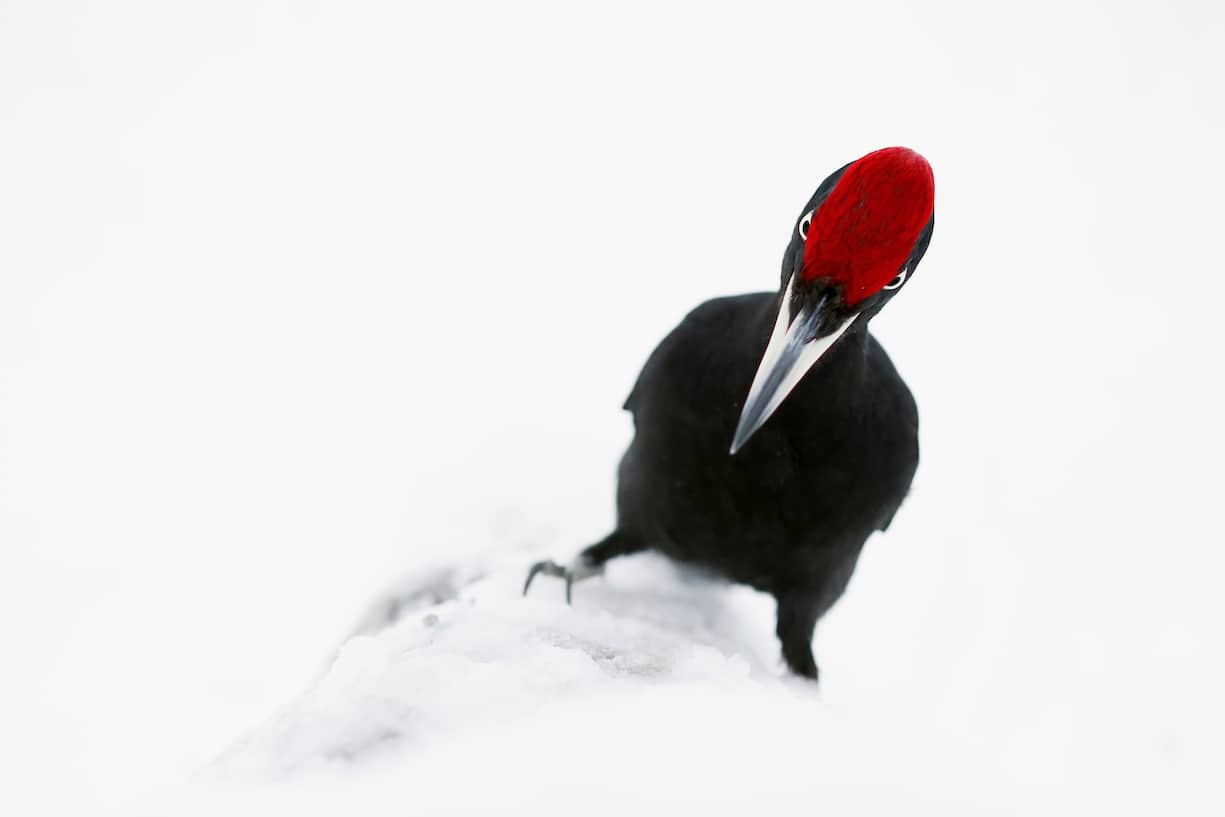 oiseaux