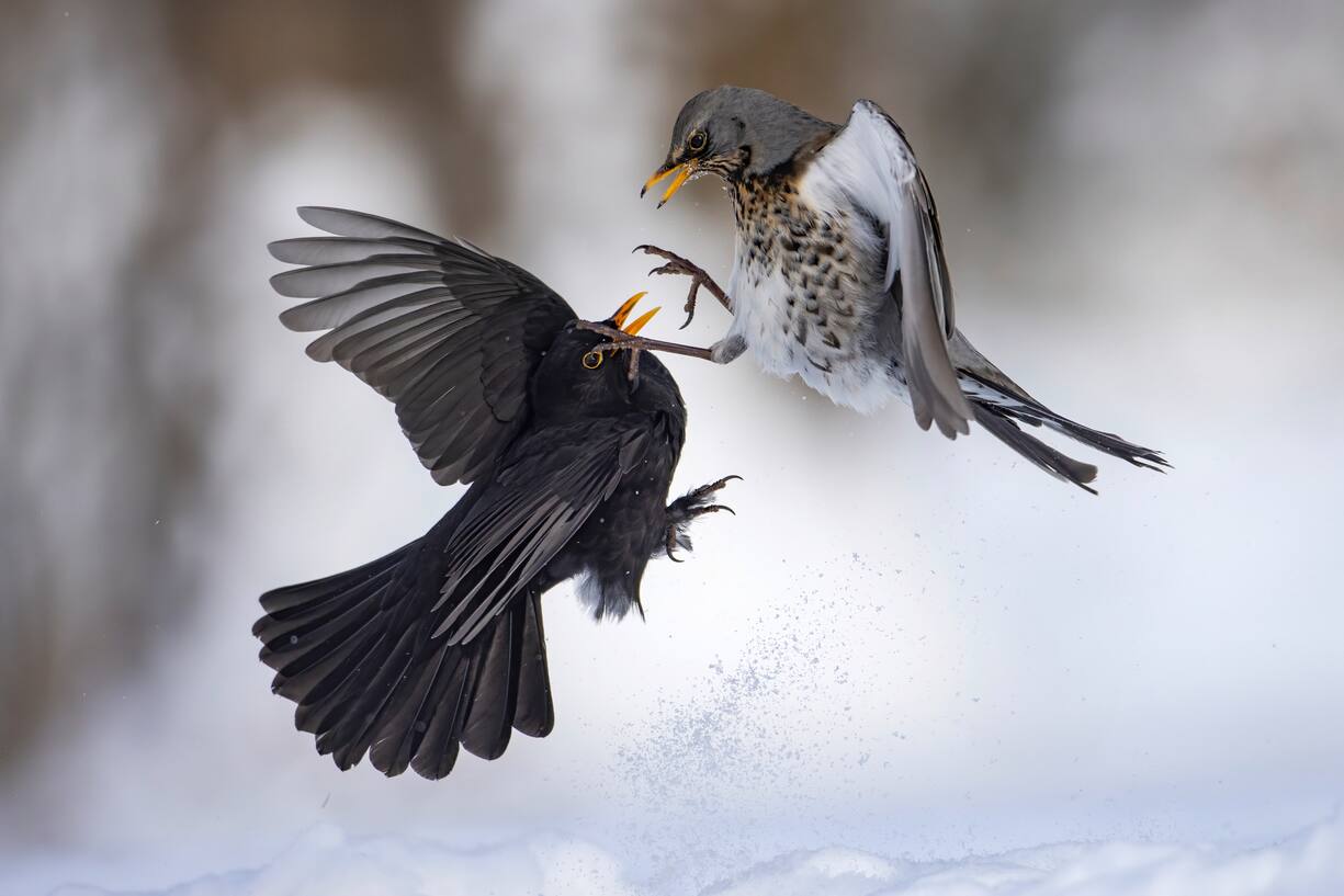 oiseaux