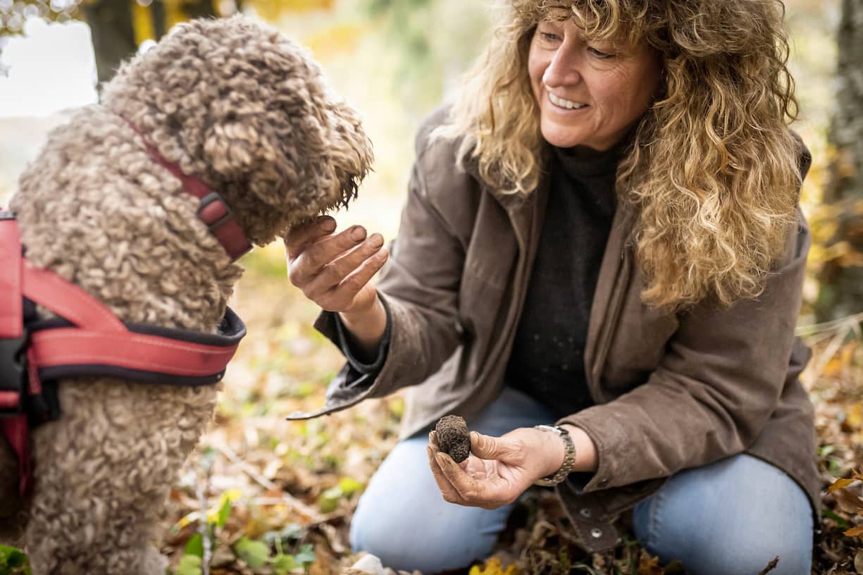 Barbara Demont, confiseuse et passionnée par le cavage (recherche de truffes), intéragit avec son chien de la race lagoto, Piff, en trouvant le mystérieux champignon dans une forêt de la région de Vullierens dans le canton de Vaud, le lundi 15 novembre 2021. La truffe noir ou truffe du Périgord, se développe au printemps sous les arbres tels que les chênes, pins ou encore tilleuls, puis arrivent à maturation autours du mois de novembre. (© Gabriel Monnet/ Lâillustré)