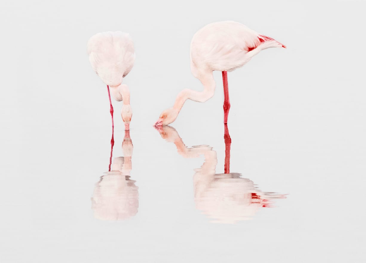 flamants
