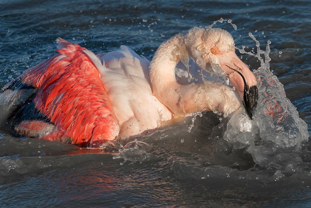 flamants
