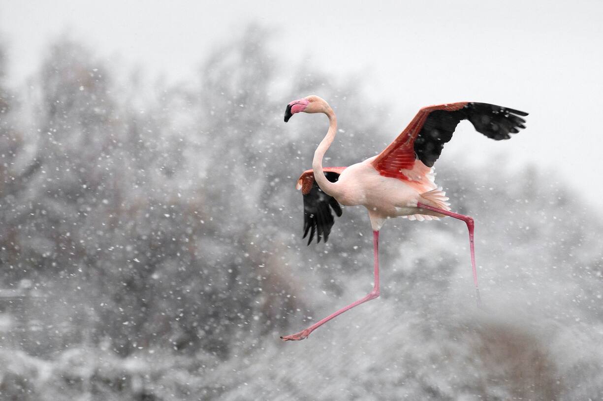 flamants