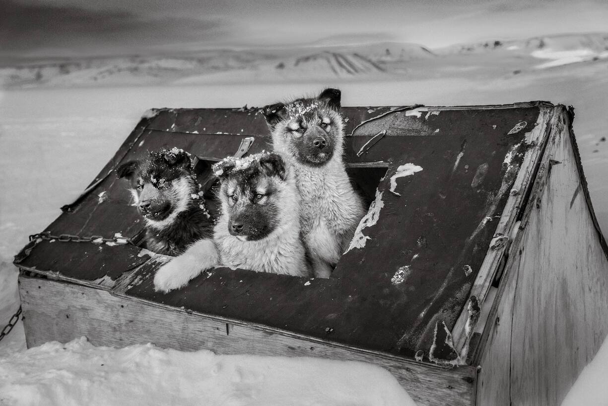 huskies