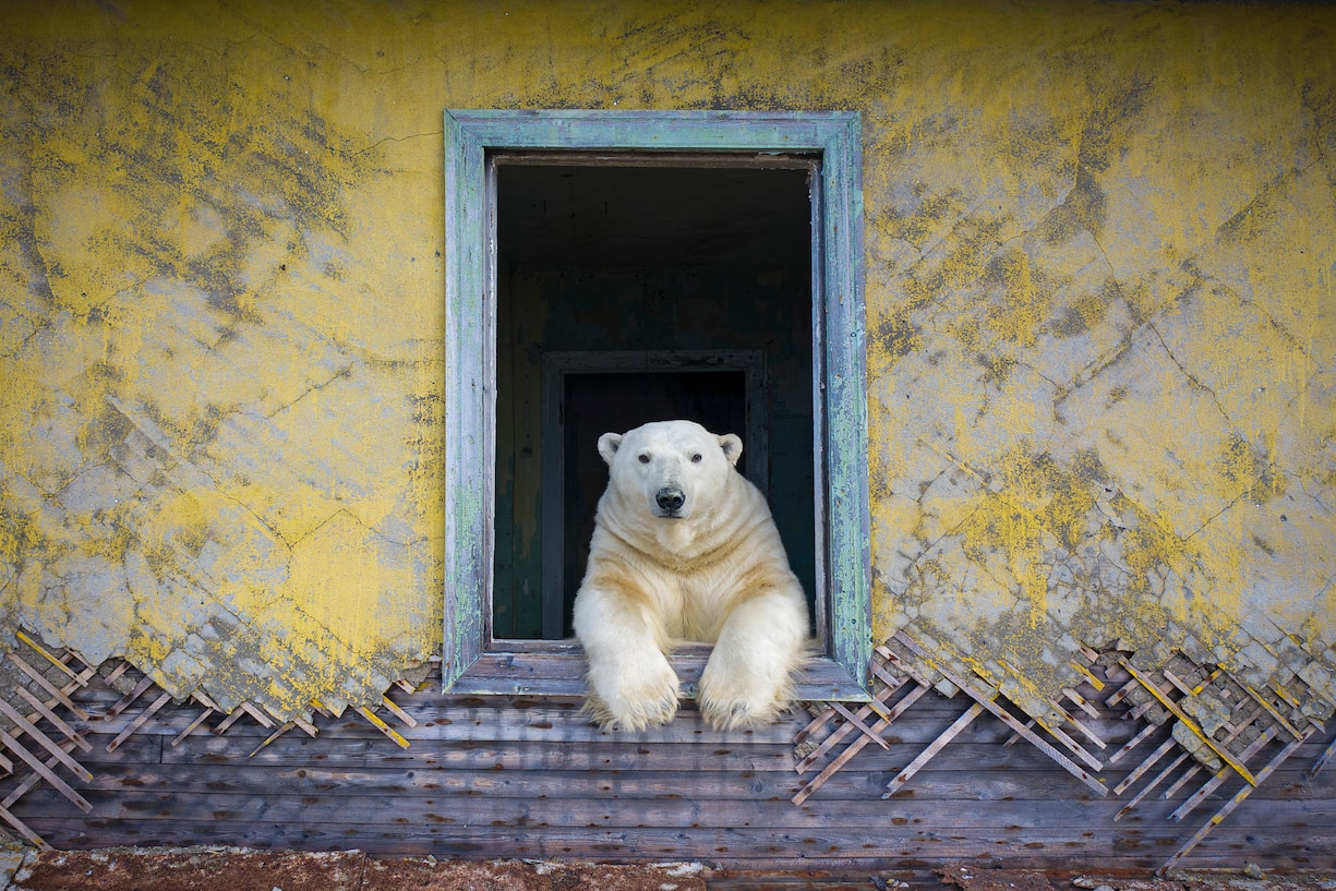 Ours polaire