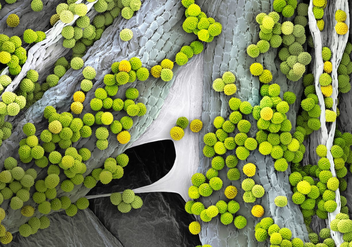 pollen