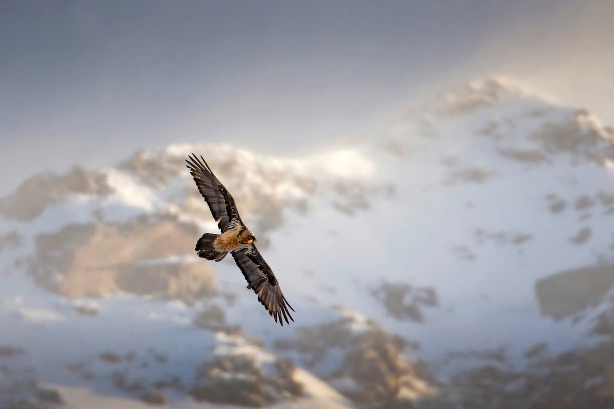 Aigle royal