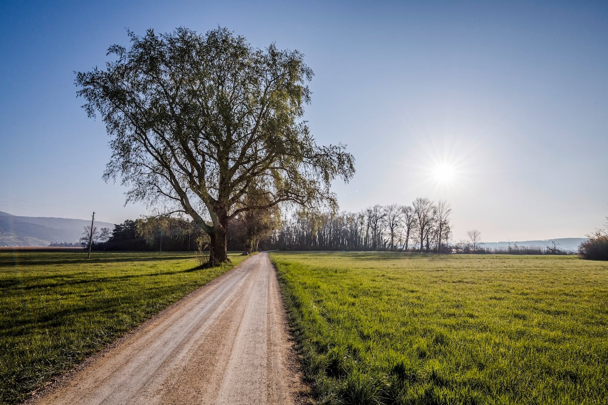 Un chemin rectiligne bordé par des arbres