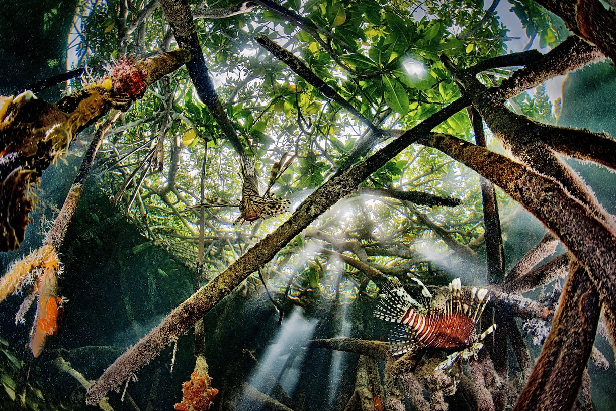 Mangrove