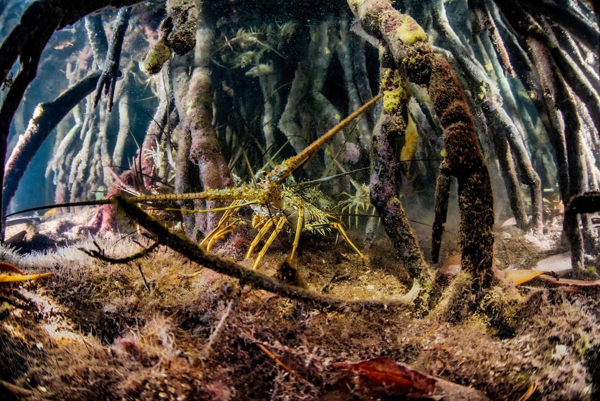 Mangrove