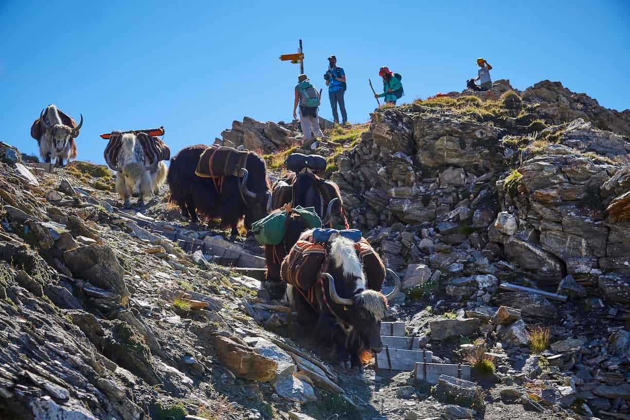 Pionnière de l'élevage de yaks en Europe, Rosula Blanc organise des treks dans le Val d'Hérens en Valais