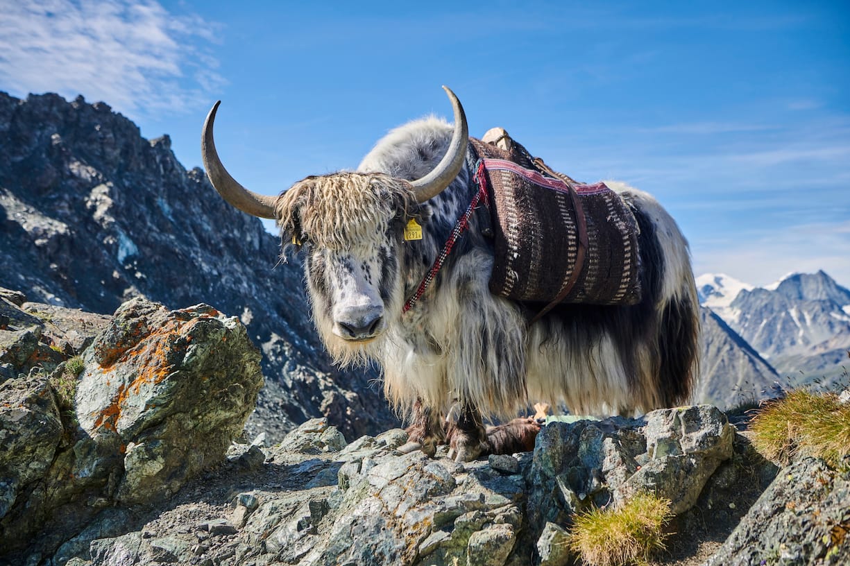 Pionnière de l'élevage de yaks en Europe, Rosula Blanc organise des treks dans le Val d'Hérens en Valais