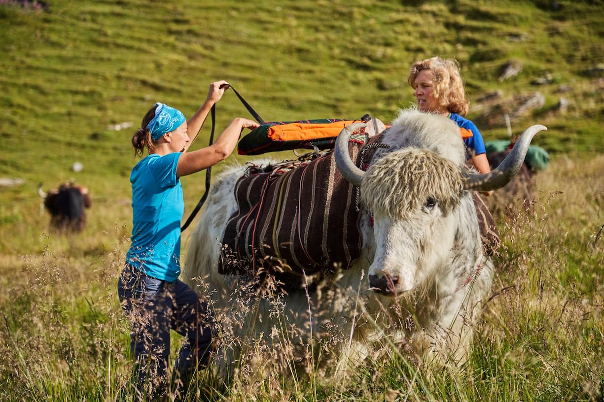 Pionnière de l'élevage de yaks en Europe, Rosula Blanc organise des treks dans le Val d'Hérens en Valais