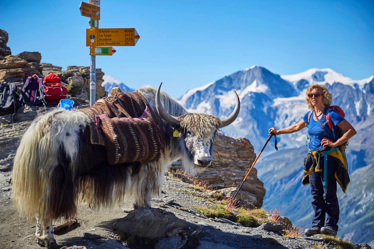 Pionnière de l'élevage de yaks en Europe, Rosula Blanc organise des treks dans le Val d'Hérens en Valais