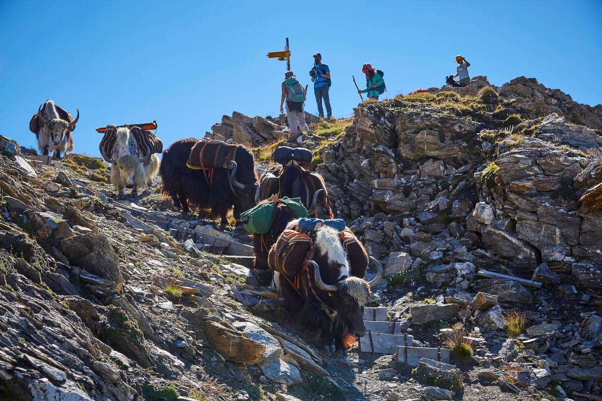 Treks organisés par Rosula Blanc avec des yaks dans le Val d'Herens