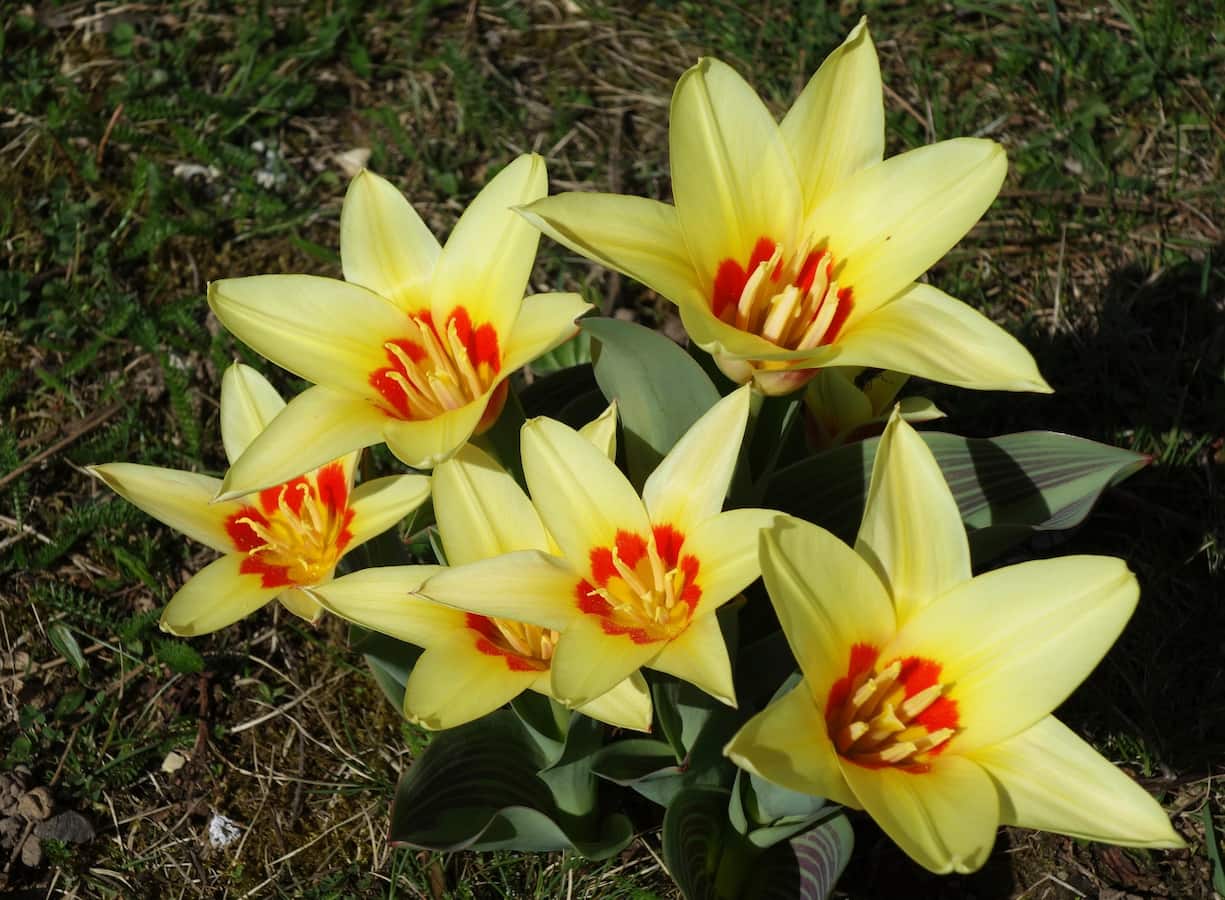 Tulipes