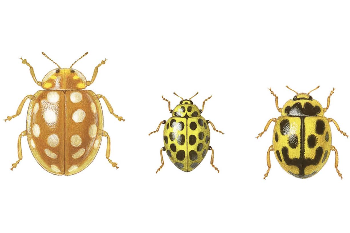 Coccinelle