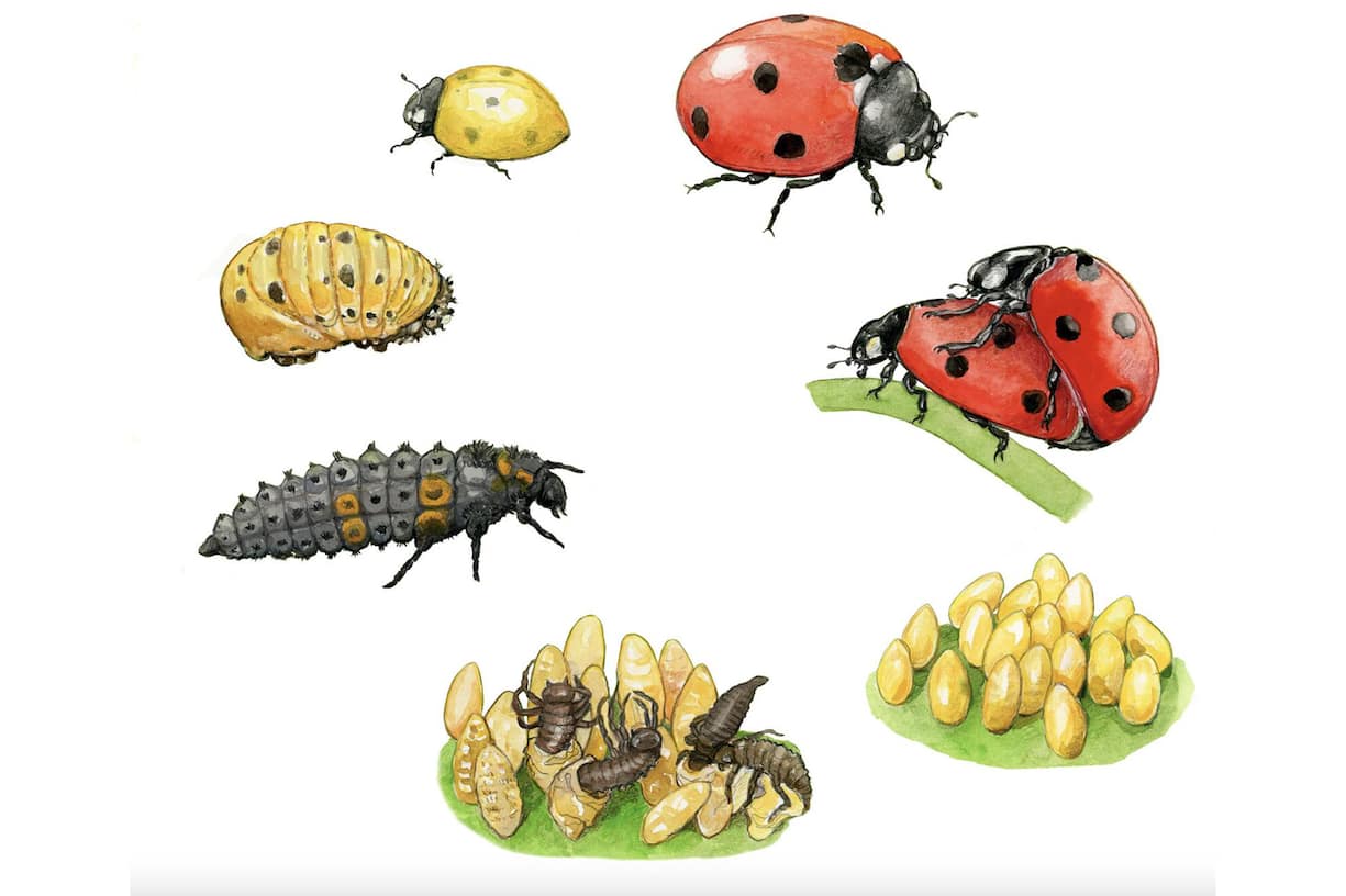 Le cycle de vie de la Coccinelle